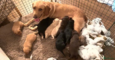 Labrador Retriever dogs  KC Bloodline Labrador Retriever Puppies  - Advert 9