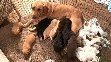 Labrador Retriever dogs KC Bloodline Labrador Retriever Puppies - Advert 9