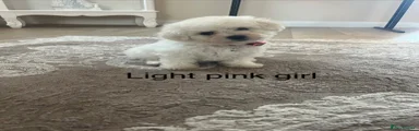 Pink collar girl 