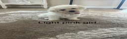 Bichon Frise dogs for sale: Bichon frise  - Advert 19