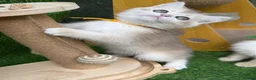 British Shorthair cats for sale: British Sh/Longhair golden kittens GCCF  - Advert 15