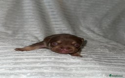French Bulldog dogs for sale: Frenchie litter - Image 13