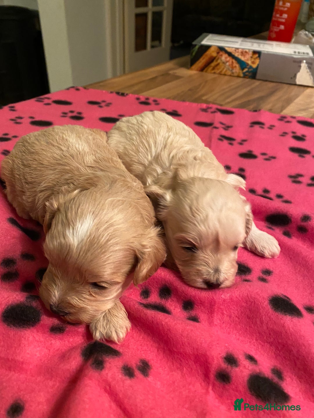 Maltipoo dogs for sale: BEAUTIFUL MALTIPOO F1 BOYS AND GIRLS AVAILABLE  - Image 7