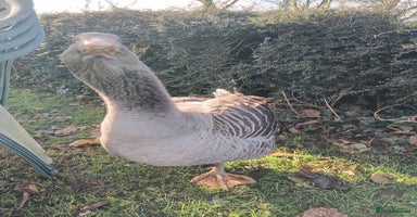 Geese poultry Exhibition Dewlap Toulouse gander  - Advert 3