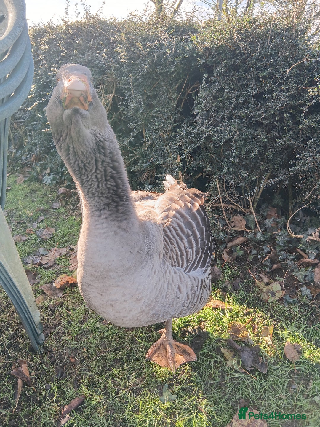 Geese poultry for sale: Exhibition Dewlap Toulouse gander  - Advert 2