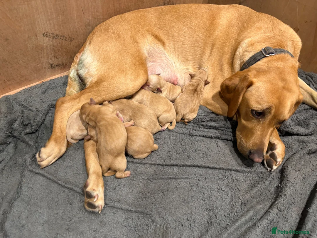 Labrador Retriever dogs for sale: Fox red lab puppies looking for forever homes - Advert 1