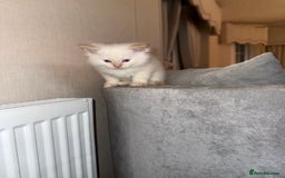 Ragdoll cats for sale: 🌟 Beautiful Ragdoll Kittens – Ready Soon! 🌟 - Image 9