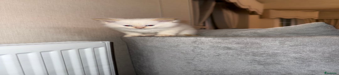 Ragdoll Kitten 1