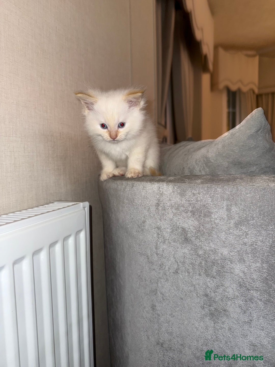 Ragdoll cats for sale: 🌟 Beautiful Ragdoll Kittens – Ready Soon! 🌟 - Image 9