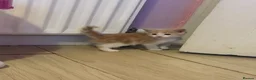 Mixed Breed cats for sale: Beautiful kittens looking for home ❤️ - Advert 14