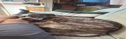 Mixed Breed dogs for sale: Female boxer in Trowbridge - Advert 2