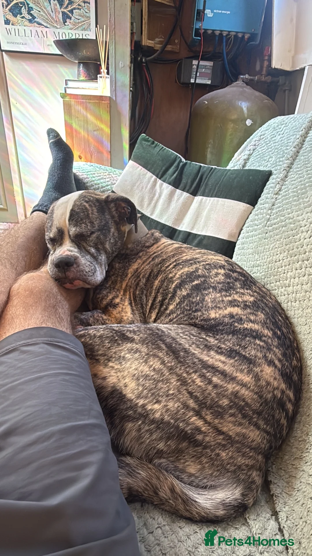 Mixed Breed dogs for sale: Female boxer in Trowbridge - Advert 2