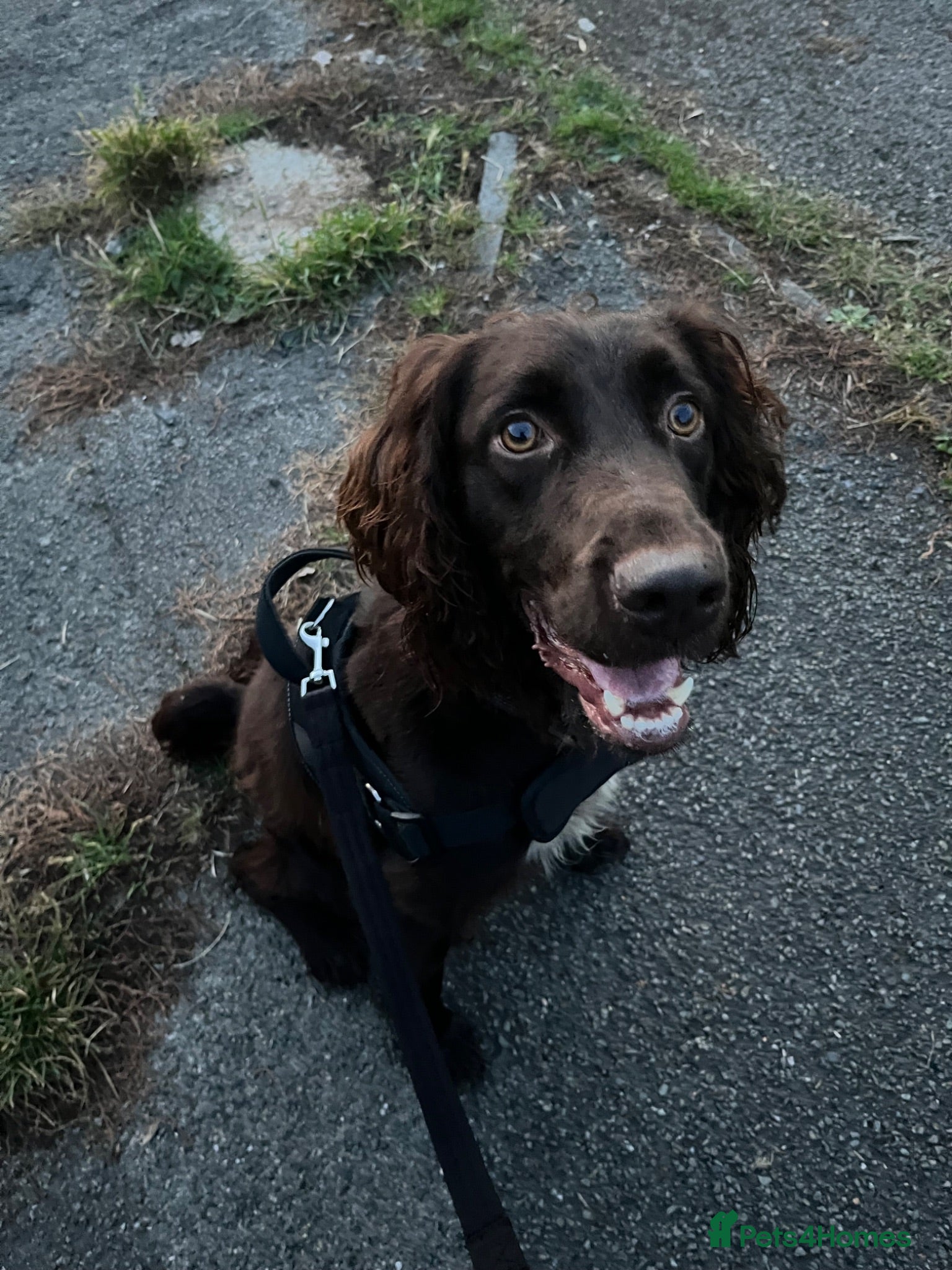 Sprocker dogs Harley  - Advert 2