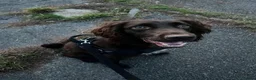 Sprocker dogs for sale: Harley  in Basingstoke - Advert 1