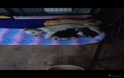 Mixed Breed dogs for sale: Male Pups  - Image 2