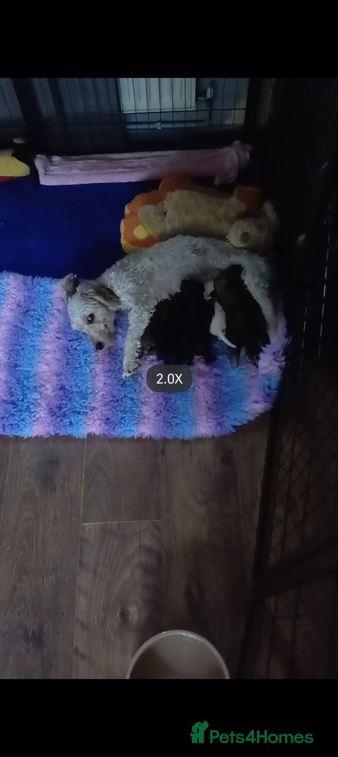 Mixed Breed dogs for sale: Male Pups  - Image 2