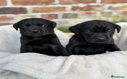 Labrador Retriever dogs for sale: Stunning Black Labrador Puppies KC Parents  - Image 13