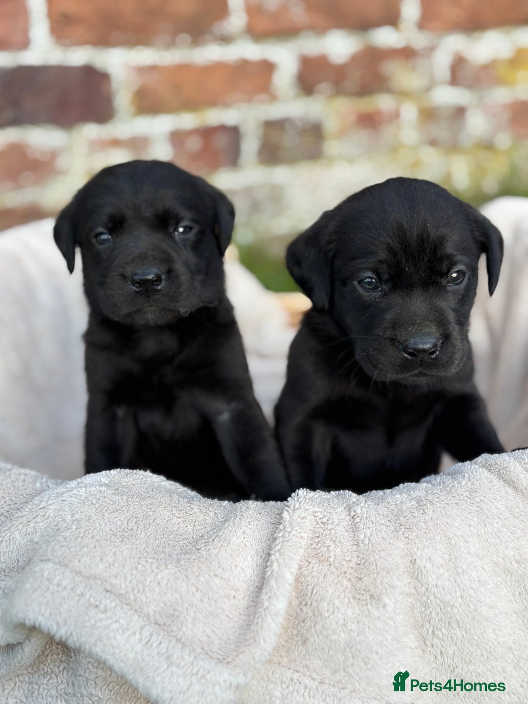 Labrador Retriever dogs for sale: Stunning Black Labrador Puppies KC Parents  - Image 13