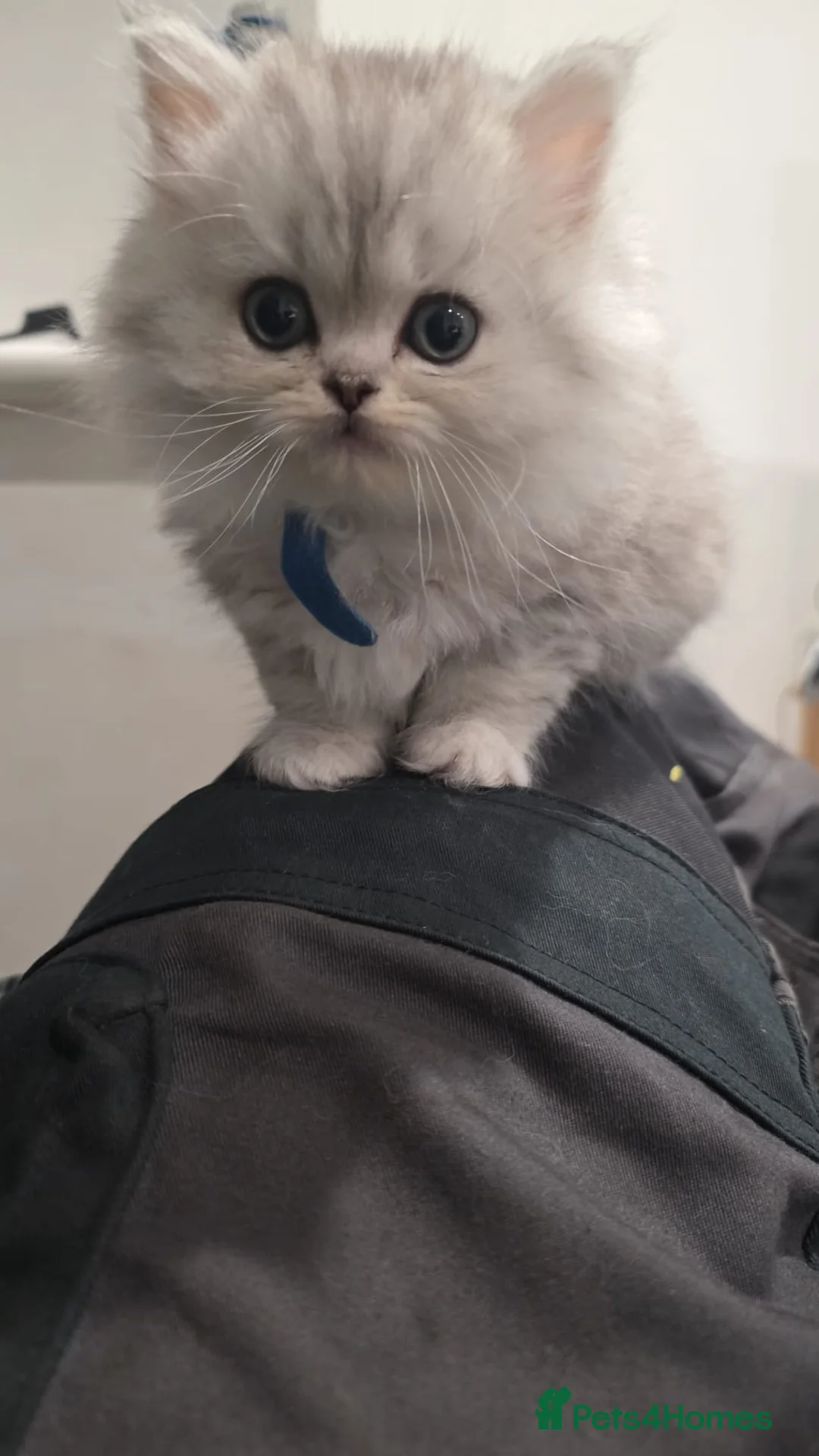 Ragdoll cats for sale: Ragdoll x persian kittens  - Advert 2