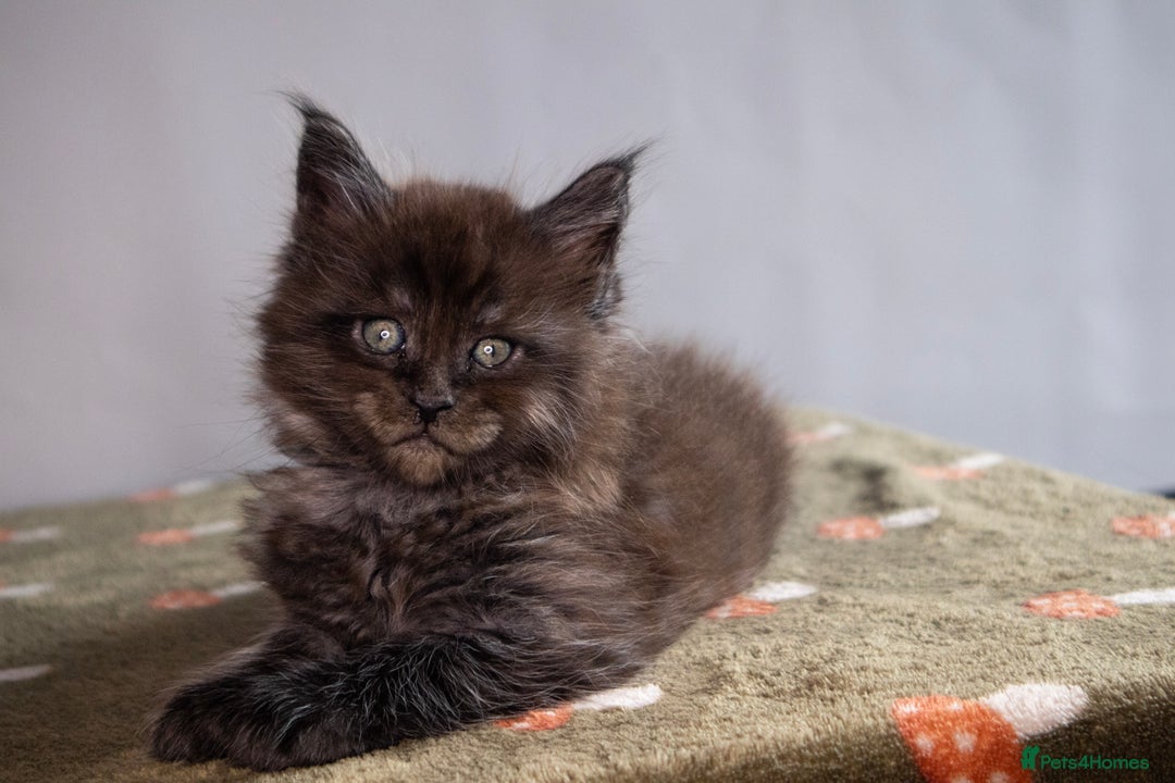 Maine Coon cats for sale: Gorgeous TICA-Registered Maine Coon Kittens! - Advert 24