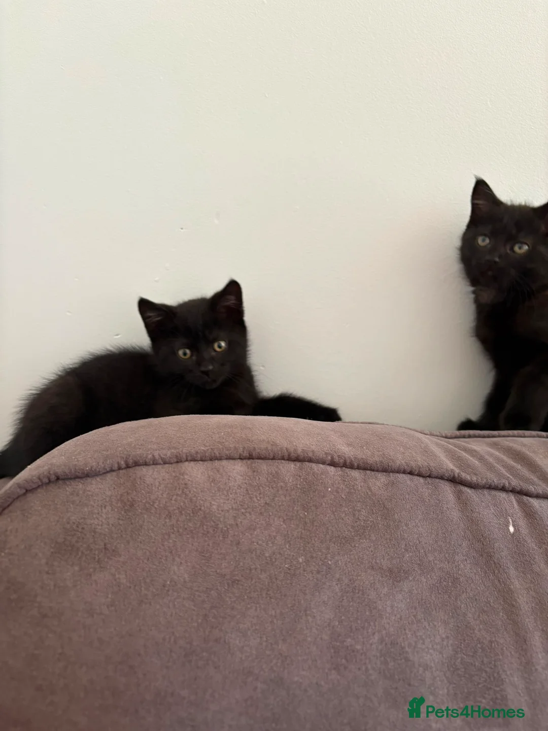 Mixed Breed cats for sale: Beautiful black kittens  in Wisbech - Advert 2
