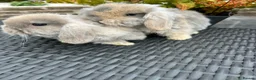 Mini Lop rabbits for sale: mini lops looking for their forever home £70 - Advert 4