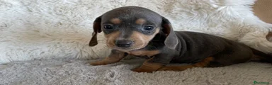 Dachshund 9