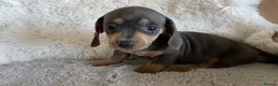 Dachshund dogs for sale: Gorgeous dachshund puppies deposit secure  - Advert 20
