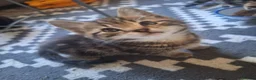 Mixed Breed cats for sale: 2 litters of 2 mommy in Preston - Advert 29