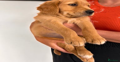 Golden Retriever dogs - Advert 15