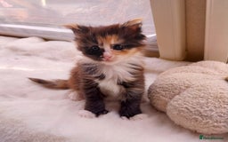 Maine Coon cats for sale: Maine Coon Kittens Polydactyl. Tortie. White - Image 13
