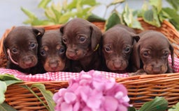 Dachshund dogs for sale: KC Miniature dachshunds puppies  - Image 4