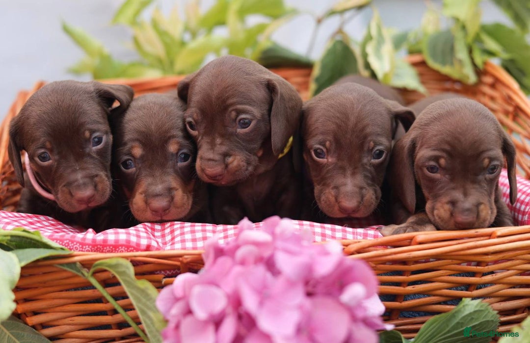 Dachshund dogs for sale: KC Miniature dachshunds puppies  - Image 4