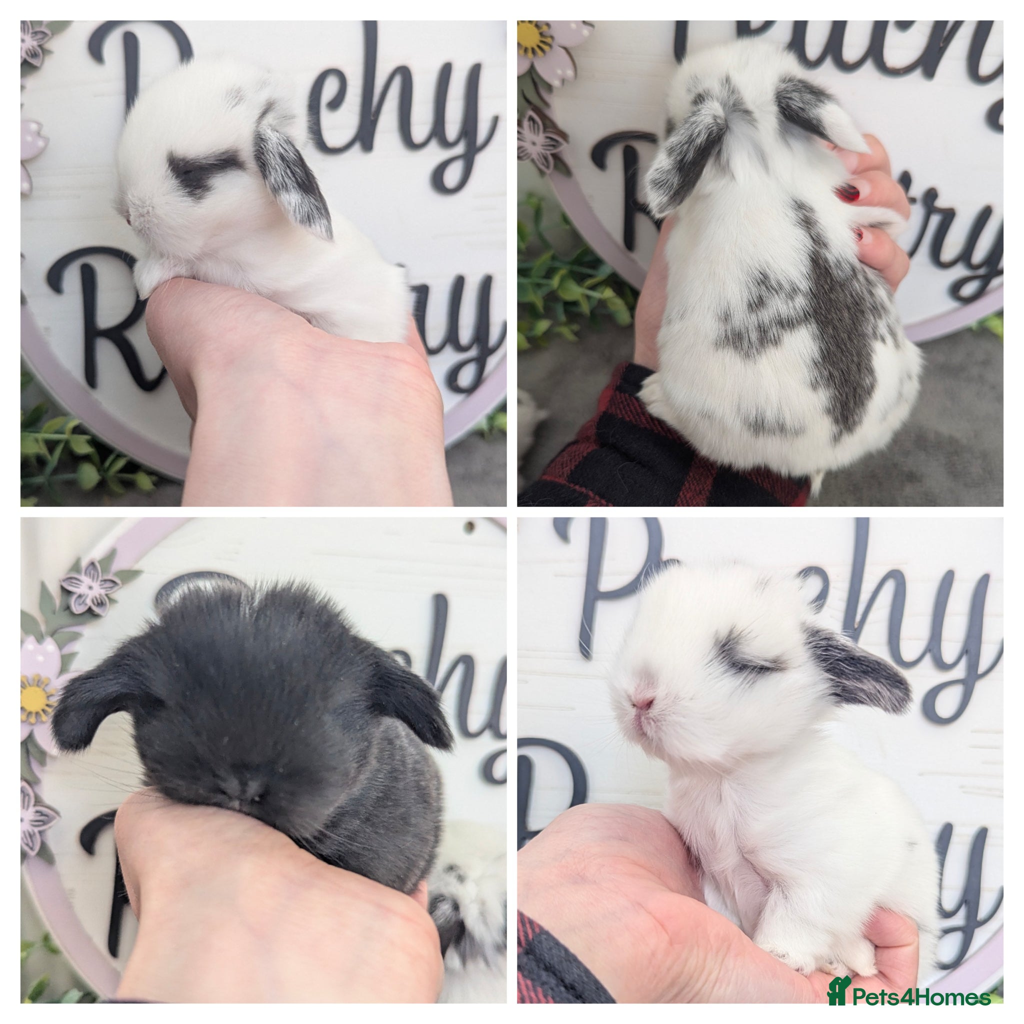 Mini Lop rabbits Mini lops looking for new homes - Advert 1