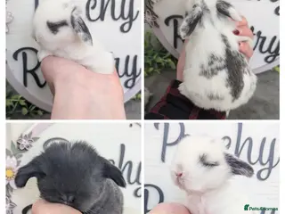 Mini Lop rabbits Mini lops looking for new homes - Advert 1