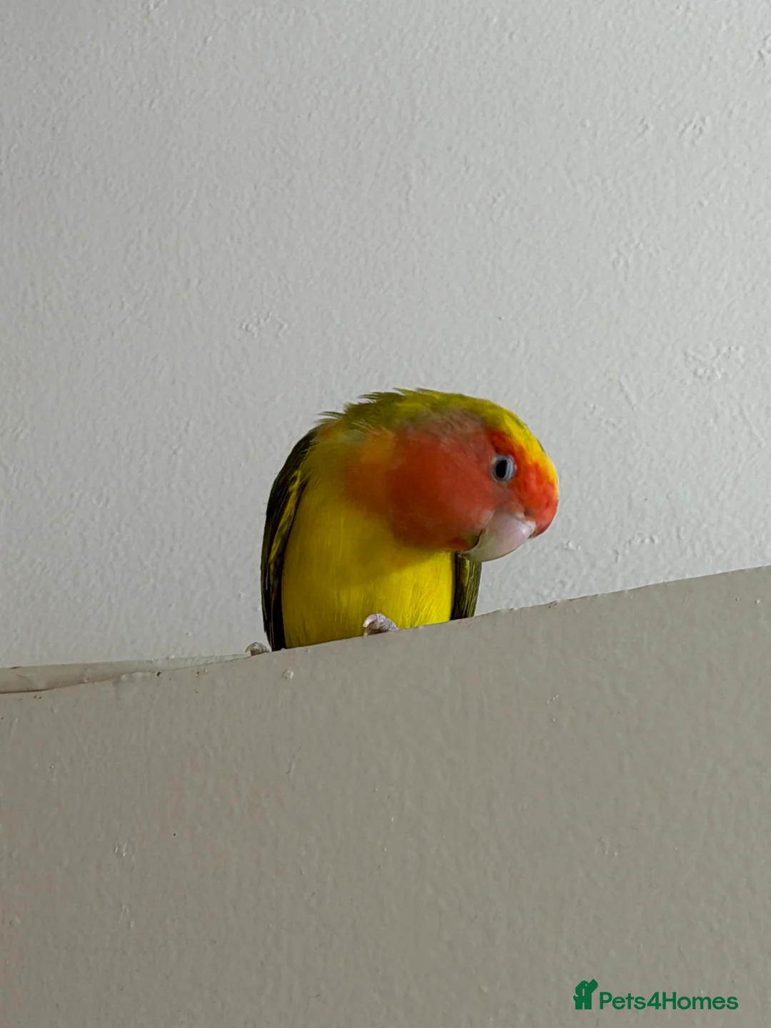 Lovebirds birds for sale: Pair of Peach-Faced Lovebirds – Mango & Pistachio - Advert 4