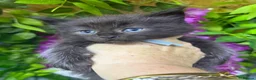 Maine Coon cats for sale: Mainecoons  - Advert 1