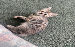 Mixed Breed cats for sale: Siamese/bsh domestic cross kittens  - Image 3