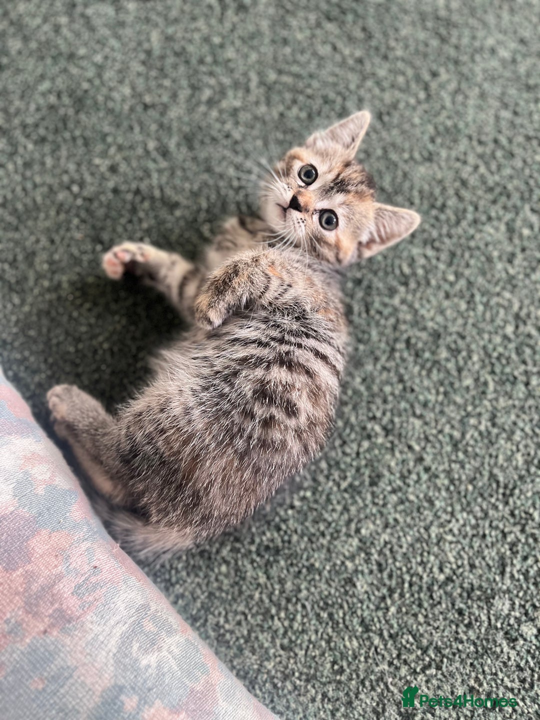 Mixed Breed cats for sale: Siamese/bsh domestic cross kittens  - Image 3