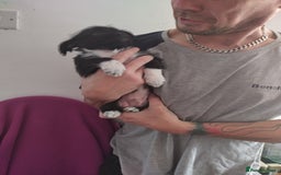 Mixed Breed dogs for sale: Chihuahua/lhaso apso pups long haired - Image 6