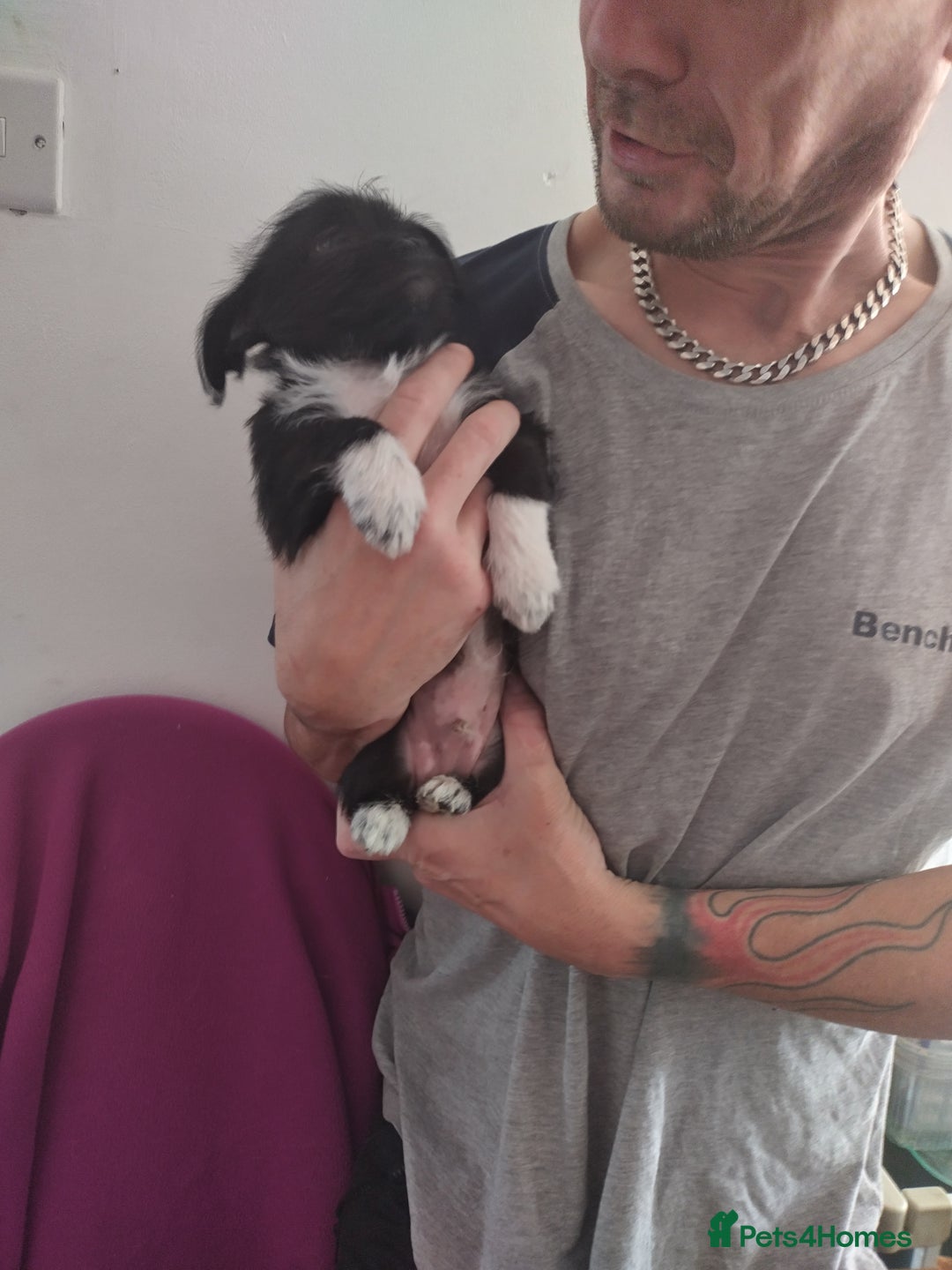 Mixed Breed dogs for sale: Chihuahua/lhaso apso pups long haired - Image 6