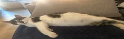 British Shorthair cats for sale: Bsh cross kittens  - Advert 1