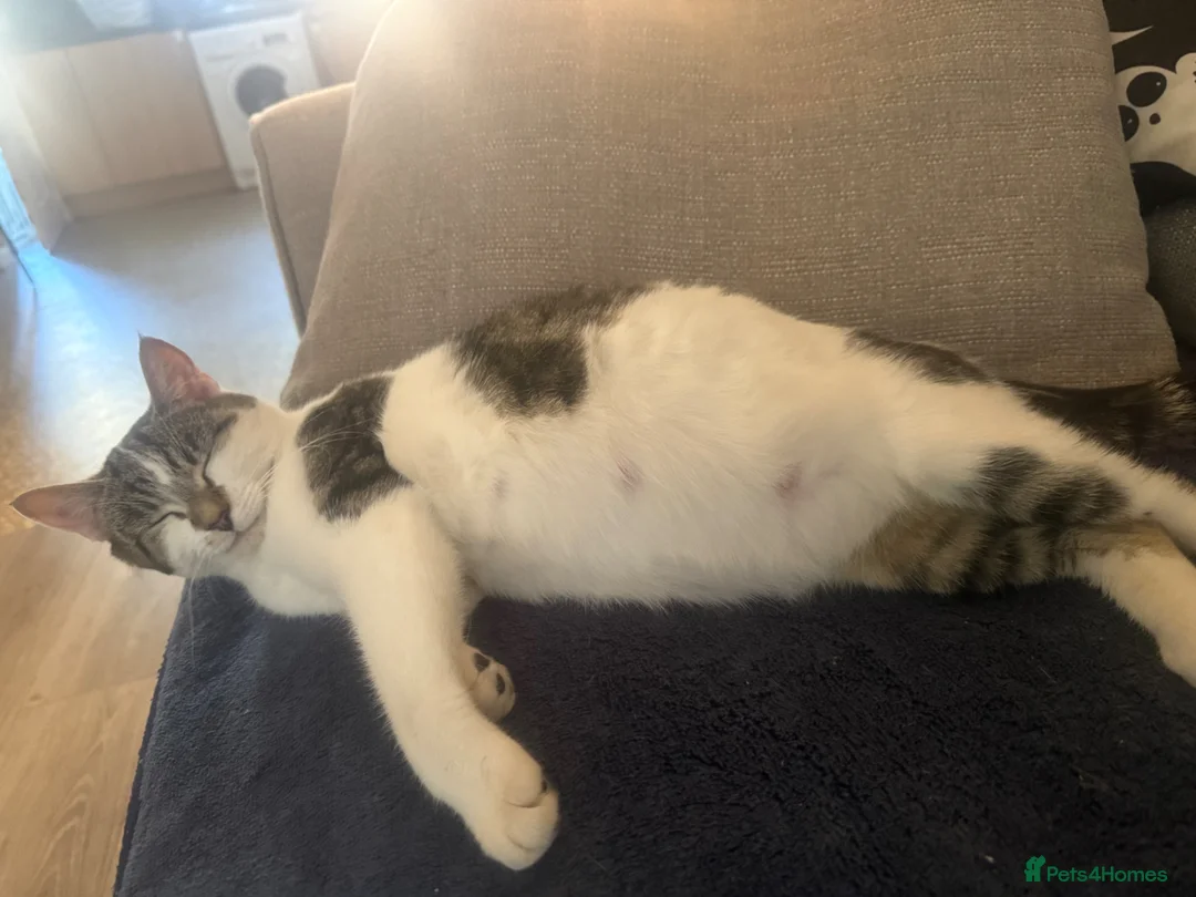 British Shorthair cats for sale: Bsh cross kittens  - Advert 1
