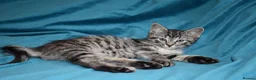 Mixed Breed cats for sale: 6 Gorgeous kittens for sale - Advert 30