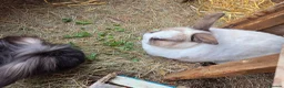 Mini Lop rabbits for sale: 2 neutered rabbits - Advert 5