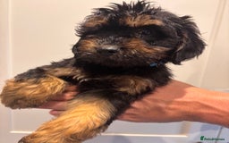 Irish Doodle dogs for sale: REDUCED F1 Miniature Irish Doodle - Image 15