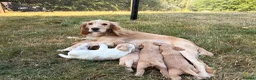 Cocker Spaniel dogs for sale: Gorgeous cocker spaniel puppies  - Advert 13