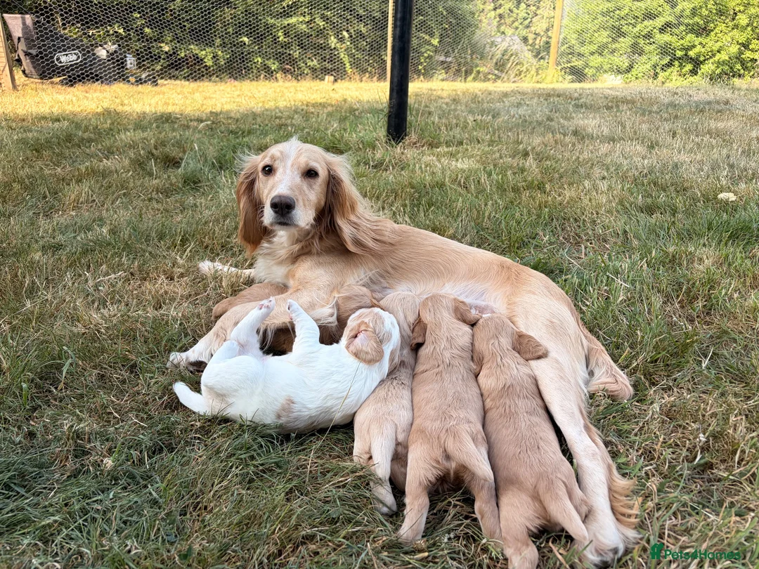 Cocker Spaniel dogs for sale: Gorgeous cocker spaniel puppies  - Advert 13