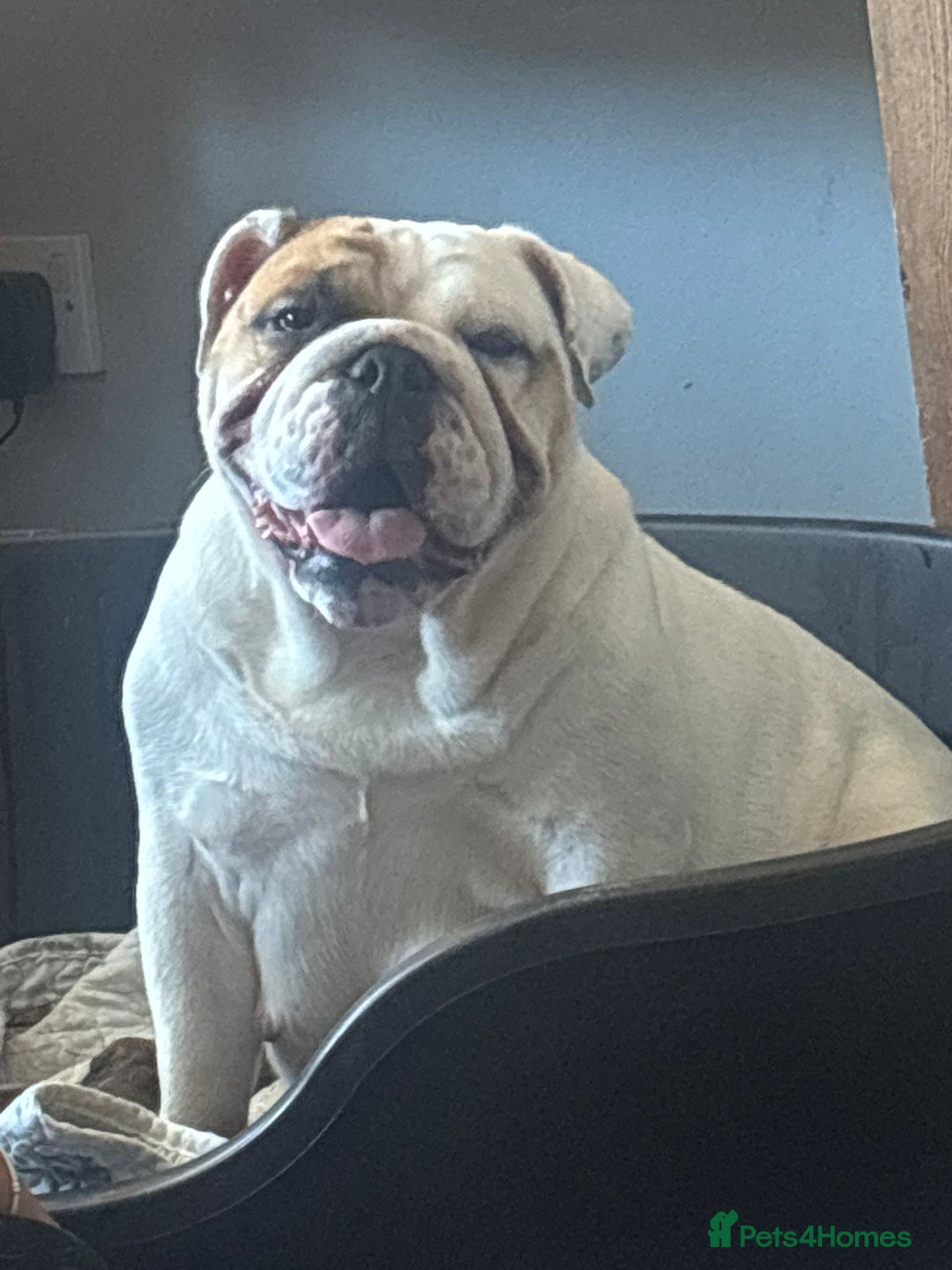 Mixed Breed dogs for sale:  Last 2 girls READY NOW! Rare English Bulldach - Advert 17