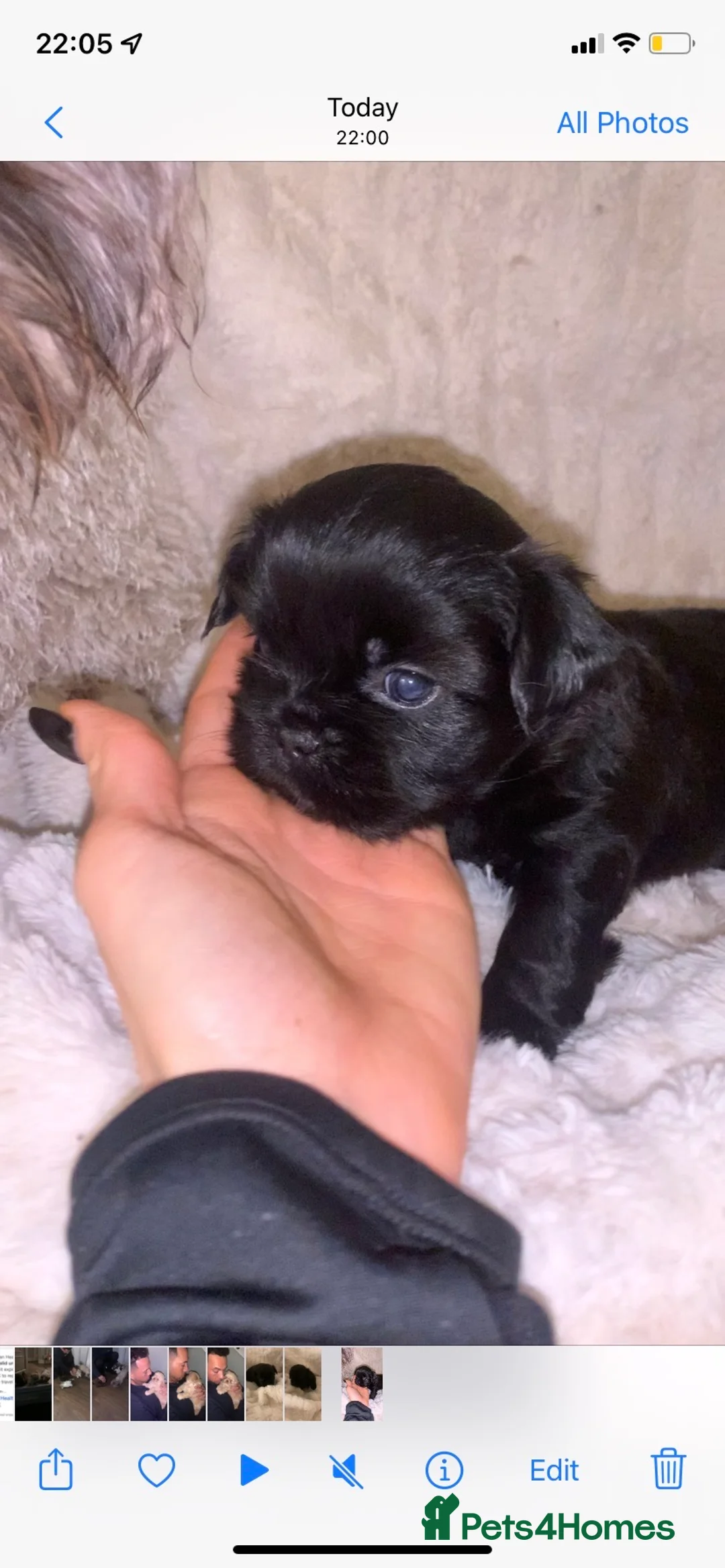 Shih Tzu dogs for stud: Lilac imperial shih tzu for stud in Clydebank - Advert 5